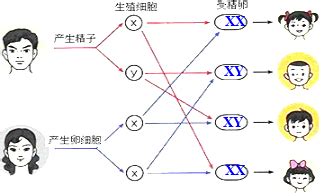 生男女機率|涨知识！生男生女的概率，并不是各占一半「中国科普博览」